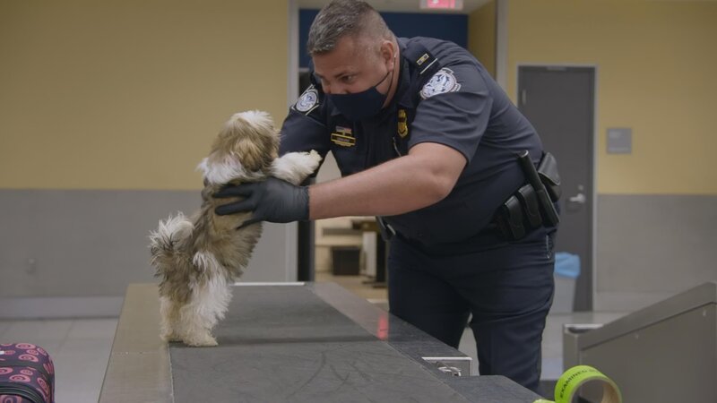 CBP-Beamter Graham hält einen Hundewelpen am Flughafen von Atlanta fest und inspiziert ihn. – Bild: National Geographic