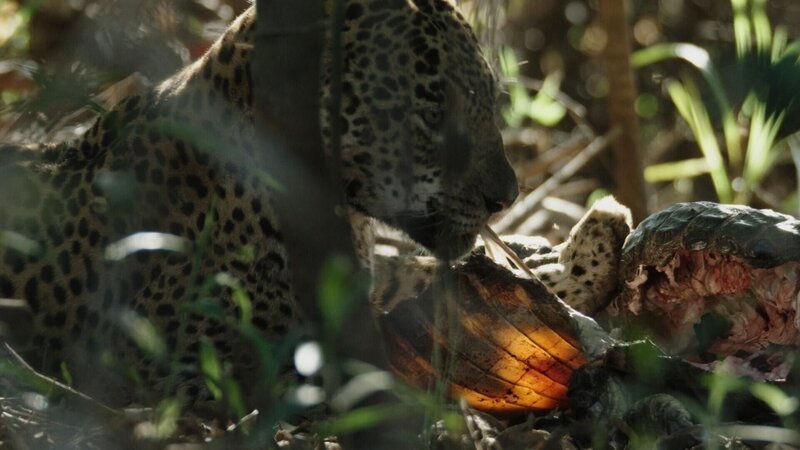 Jaguar +++ – Bild: RTL /​ © Terra Incognita Docs