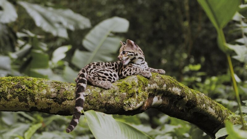Langschwanzkatze +++ – Bild: RTL /​ © Terra Incognita Docs