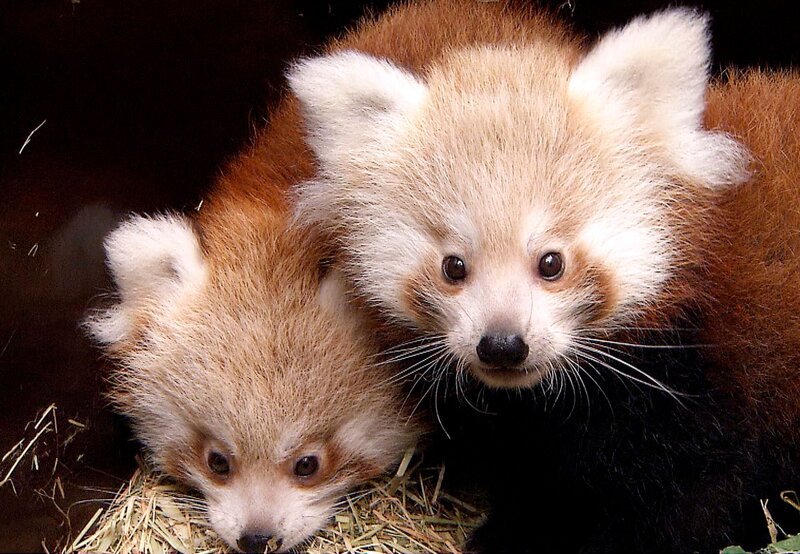 Nachwuchs bei den Katzenbären im Tierpark: Quincy und Isabell haben Zwillinge (Bild) bekommen. – Bild: rbb