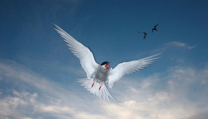 Seeschwalben sind wahre Flugkünstler. Mutig verteidigen sie ihre Nester, gegen jeden Eindringling, der sich in die Brutkolonie wagt. – Bild: NDR/​Jens Westphalen & Thoralf Grospitz