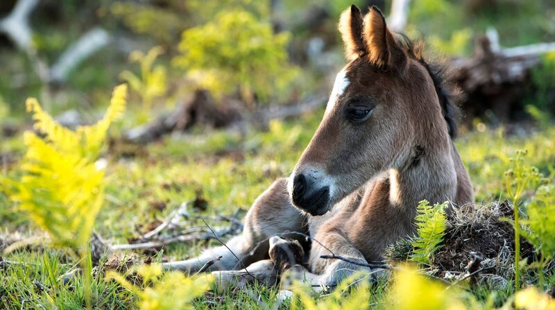 Ein neugeborenes New Forest Pony Fohlen. – Bild: NDR/Terra Mater & Big Wave Productions/Matt Roseveare/Sarah Cunliffe Ein neugeborenes New Forest Pony Fohlen. – Bild: NDR/Terra Mater & Big Wave Productions/Matt Roseveare/Sarah Cunliffe