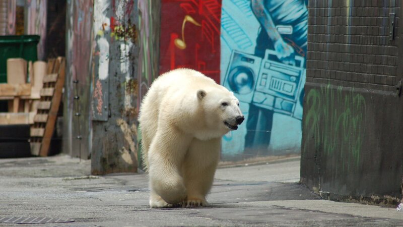 White Female Polar Bear in downtown City of Vancouver, BC. – Bild: photochristine /​ Getty Images/​iStockphoto /​ Christine Kilpatrick