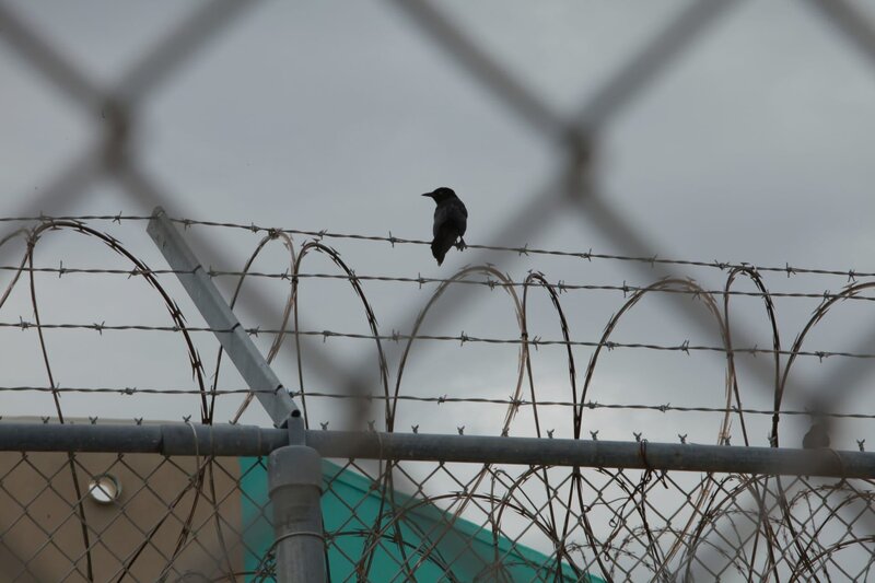 Puerto Rico: A crow on barbwire. – Bild: Stefania Buonajuti /​ National Geographic Channels