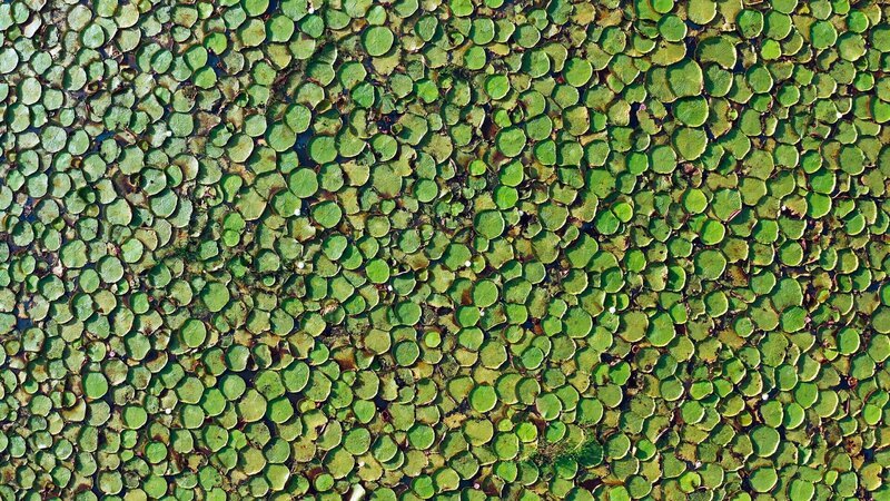 Riesenseerosen sind ‰uﬂerst erfolgreich und haben von einer Wasserfl‰che im Pantanal-Feuchtgebiet in Brasilien praktisch alle anderen Pflanzen verdr‰ngt. – Bild: ZDF und Joao Paulo Krajewski.