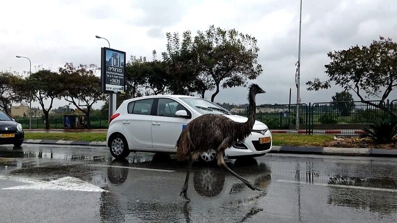 In vielen Regionen der Welt stellen frei herumlaufende Wildtiere eine ernsthafte Gefahr für alle Verkehrsteilnehmer dar. – Bild: N24 Doku