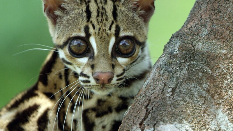Die seltenen Margays oder Langschwanzkatzen leben in den Baumkronen und sind so scheu, dass man nur wenig über sie weiß. – Bild: BR, Marion Pöllmann / ZDF Die seltenen Margays oder Langschwanzkatzen leben in den Baumkronen und sind so scheu, dass man nur wenig über sie weiß. – Bild: BR, Marion Pöllmann / ZDF