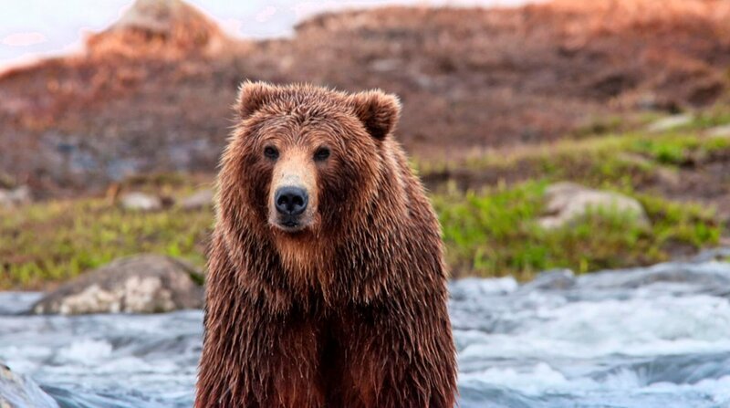 Braunbär – Bild: BR/​MDR/​Phoenix
