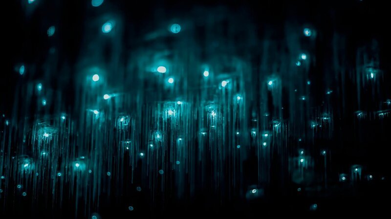Leuchtende Mücken in den Waitomo Caves. Mit ihrem Licht locken sie andere Insekten an, die sich in ihren Fäden verfangen. – Bild: NDR/​Autentic/​Scott Mouat