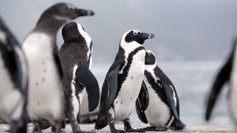Küste von Südafrika mit Pinguinen. – Bild: 3sat Küste von Südafrika mit Pinguinen. – Bild: 3sat