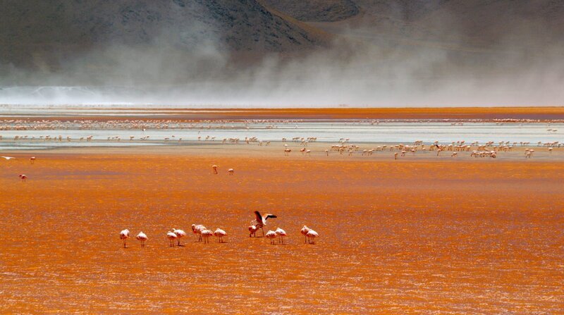 Die Laguna Colorada, die „Bunte Lagune“, im Südwesten Boliviens. Der See hat seinen Namen aufgrund seiner auffälligen roten Färbung, die von der vorherrschenden Algenart und vom hohen Mineralstoffgehalt seines Wassers hervorgerufen wird. Der See ist für seine großen Bestände von Flamingos der drei Arten Chileflamingo, Andenflamingo und Jamesflamingo bekannt. – Bild: ZDF und WDR/​Light & Shadow GmbH.