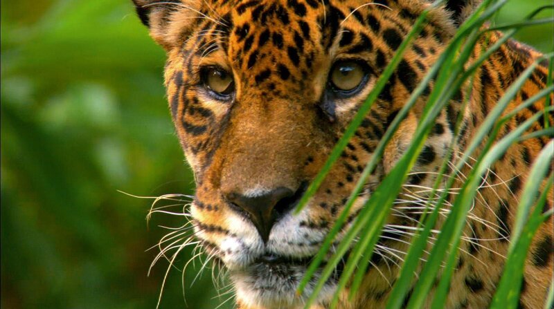 Der Jaguar ist die mächtigste Raubkatze Südamerikas. Weil größere Beutetiere im Regenwald selten sind, nutzen die Katzen riesige Reviere: Das Territorium eines Männchens ist gut 40.000 Hektar groß. – Bild: BR/​Light Shadow GmbH/​NDR/​NDR Naturfilm