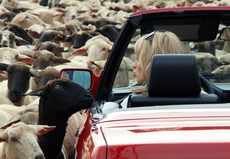 Sophie Haas (Caroline Peters) kann es nicht fassen: Die toughe Single-Frau und überzeugte Großstädterin ist als Dienststellenleiterin in die hinterste Eifel zwangsversetzt worden. Mit ihrem roten Cabrio braust sie schlechtgelaunt zu ihrem neuen Einsatzort Hengasch, mitten hinein in eine Schafherde. – Bild: ARD/​ARD/​Tobias Klauke