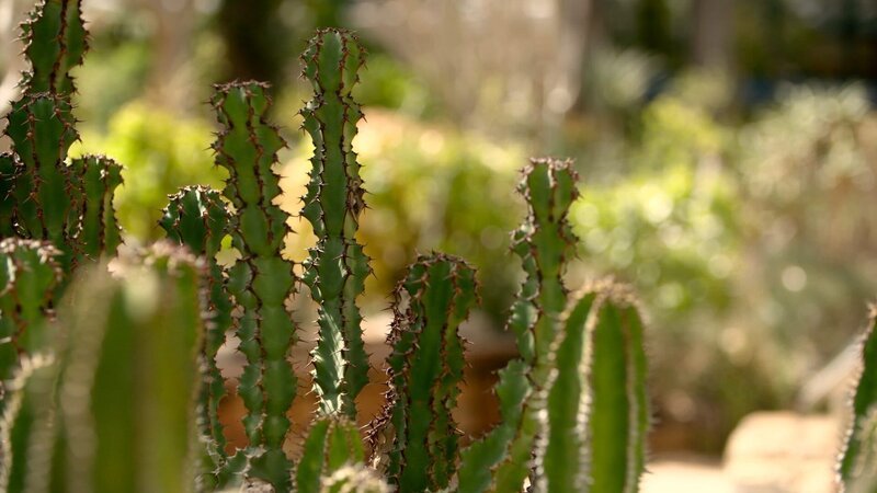 „Exotische Gärten am Kap“, „Mit dem Biogärtner in Südafrika.“ ORF-Gartenspezialist Karl Ploberger nimmt die Zuseher mit auf eine einzigartige Reise in die Kapprovinz in Südafrika. Das Land ist vor allem wegen der einzigartigen Vegetation interessant.Ploberger besucht den berühmten Botanischen Garten Kirstenbosch, zwei Weingüter, ein Sozialprojekt, eine Gemüse- und Obstplantage und das historische Garten-Denkmal Old Nectar. Ein abwechslungsreicher Streifzug durch die Südafrikanische Flora!Auf der einen Seite der Atlantische Ozean, auf der anderen Seite der Indische – ein Land, umspült von zwei Weltmeeren. Aber nicht nur deswegen ist Südafrika für Gartenfreunde so interessant, sondern vor allem wegen der einzigartigen Pflanzenwelt. Karl Ploberger nimmt seine Zuseher mit auf eine abwechslungsreiche Reise in die Kapprovinz in Südafrika.Im südlichsten Land Afrikas findet Ploberger nicht nur die wild wachsende Pelargonie, die bei uns als Balkonblume sehr beliebt ist, sondern auch die Protea, auch bekannt als Kaprose, die Nationalblume Südafrikas! Fynbos ist der wissenschaftliche Überbegriff für das vorherrschende Ökosystem, in dem neben den Proteen vor allem Erika und Seilgrasgewächse gedeihen. Viele dieser Pflanzen sind endemisch, sie wachsen also nur in diesem Teil der Erde!Die Gartenreise beginnt im berühmten Botanischen Garten Kirstenbosch mit einer der größten Sammlungen hier heimischer Arten. Eine der Pflanzen hat sogar einen Bezug zu Österreich – sie heißt Weltwitschie und wurde nach ihrem Entdecker, einem Kärtner Botaniker, benannt.Am Wein kommt man in Südafrika nicht vorbei! Einige der Weingüter haben auch herrliche, üppig blühende Gärten, Ploberger stattet den Weingütern Vergelegen und Rustenberg einen Besuch ab. The Old Nectar wird ein Garten genannt, der die Auszeichnung Nationales Historisches Denkmal trägt. Im Sozialprojekt Edith Stephens Park werden auch Bildungsprogramme für die ärmere Bevölkerungsschicht angeboten. In den Babylonstoren, einem wahren Paradies mit Obst, Gemüse und Kräutern, die hier streng biologisch gezogen werden, endet Plobergers Gartenreise.Und ein bisschen Sightseeing darf natürlich auch nicht fehlen, Kapstadt und das Kap der Guten Hoffnung sind Pflicht auf jeder Südafrika-Reise.Eine Dokumentation von Marion Baumgartner  SENDUNG: ORF2 – SO – 20.08.2017⁠–⁠17:05 UHR. – Veroeffentlichung fuer Pressezwecke honorarfrei ausschliesslich im Zusammenhang mit oben genannter Sendung oder Veranstaltung des ORF bei Urhebernennung.  Foto: ORF/​Prime Concept/​Marion Baumgartner.  Anderweitige Verwendung honorarpflichtig und nur nach schriftlicher Genehmigung der ORF-Fotoredaktion.  Copyright: ORF, Wuerzburggasse 30, A-1136 Wien, Tel. +43-(0)1⁠–⁠87878⁠–⁠13606 – Bild: ORF