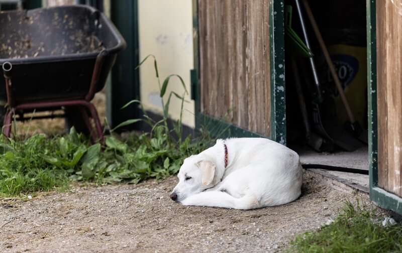 Hund – Bild: Mirja Geh /​ ServusTV/​Servus TV /​ Mirja Geh/​