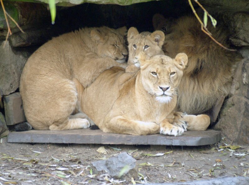 Löwenfamilie im Zoo Münster. – Bild: BR/​WDR/​Melanie Grande