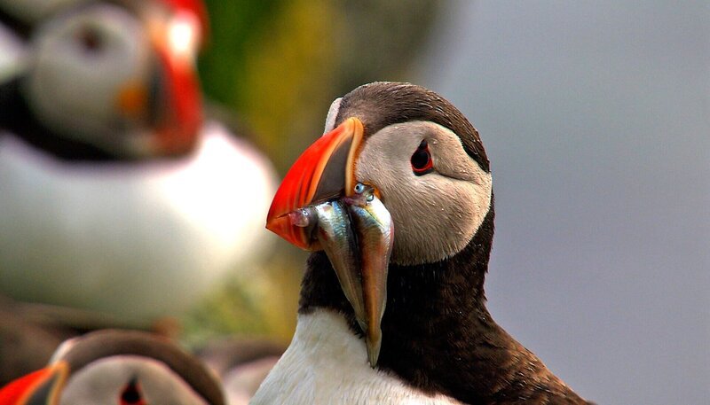 Die Clowns des Nordens – Papageientaucher zeichnen sich durch farbenprächtige Schnäbel aus und ihren watscheligen Gang. – Bild: NDR/​Naturfilm