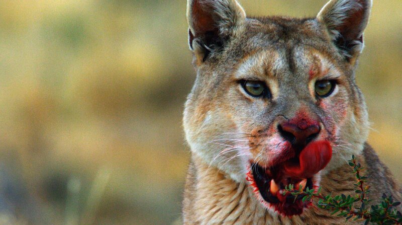 Portrait eines Pumas. Nachdem die größte Raubkatze Südamerikas ihr Beutetier, ein Guanako, erlegt hat und die ersten Bissen gefressen hat, ist ihre Schnauze blutverschmiert. – Bild: ZDF und WDR/​Light & Shadow GmbH.