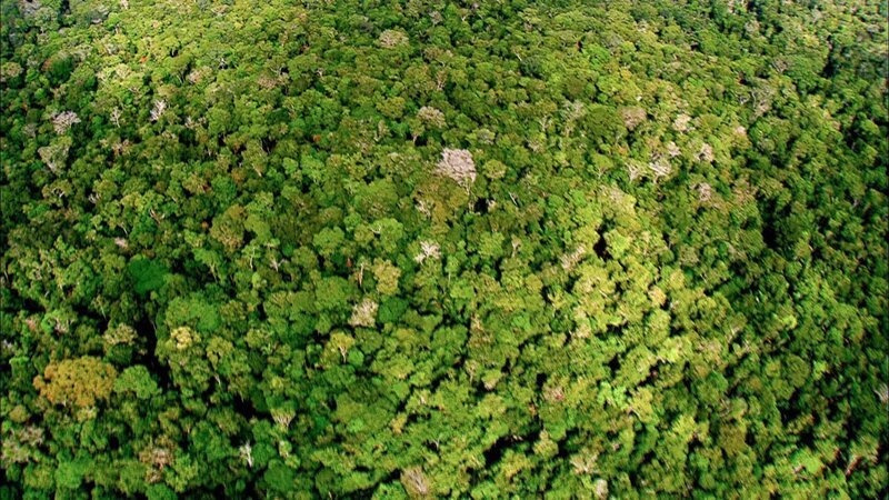 Im gewaltigen Gebiet des Amazonas-Regenwalds gibt es unzählige Tier- und Pflanzenarten – doch jeweils nur in geringer Zahl. Jede Art ist auf eine eigene Nische spezialisiert, die wiederum nur wenige Lebewesen ernähren kann. – Bild: ORF/​NDR Natur