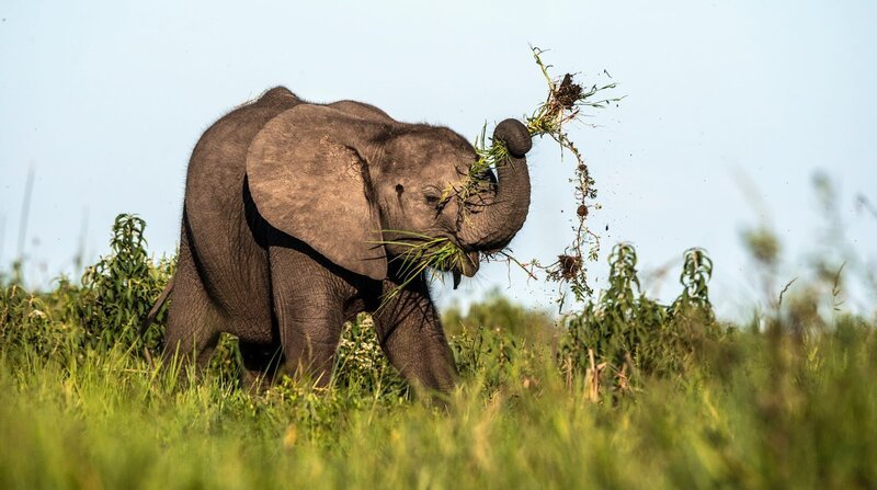 Das Elefanten Kalb spielt sogar beim Grasen. – Bild: NDR/​TERRA MATER FACTUAL STUDIOS/​ZDF und NDR/​TERRA MATER FACTUAL