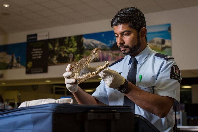 Zollmitarbeiter*innen der Border Patrol Neuseeland    +++ – Bild: RTL /​ Greenstone TV