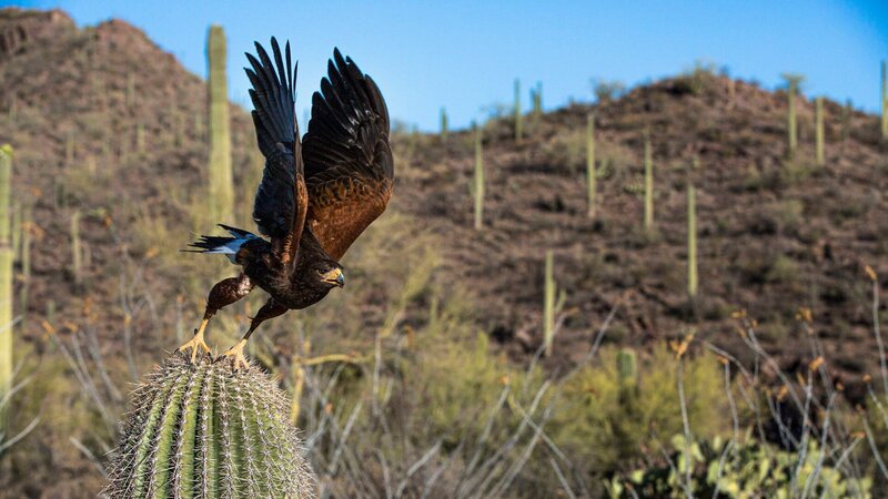DOK Sonntag: Planet Erde – Wüsten Adler fixiert Beute    Copyright: SRF/​ZDF/​Ed Charles – Bild:  SRF/​ZDF/​Ed Charles