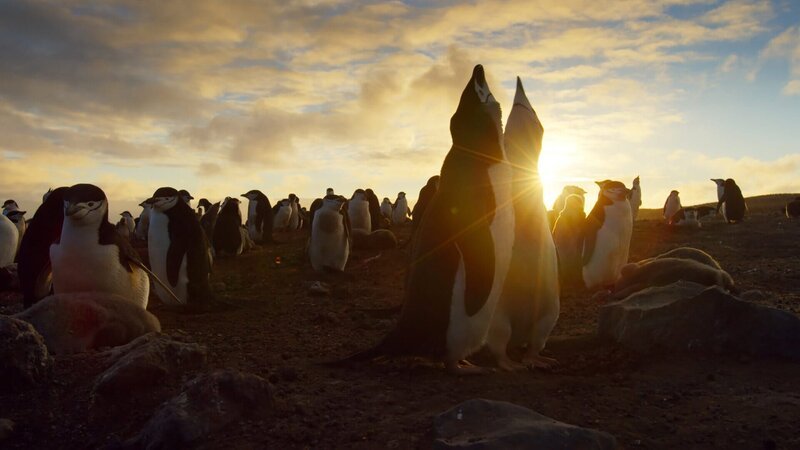 Über eine Million Kehlstreifpinguine leben auf der entlegenen Zavodovski Island im großen Südpolarmeer. Es ist die größte Pinguinkolonie der Welt. – Bild: ZDF und BBC