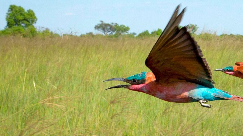 Schneller und erbarmungsloser Wandel prägt die Graslandschaften. Dort zu überleben fordert größte Anpassung. Von mächtigen Elefanten bis zur kleinsten Zwergmaus müssen alle in diesen Gebieten lebenden Geschöpfe mit dramatischen Umbrüchen zurechtkommen. – Bild: phoenix/​ZDF