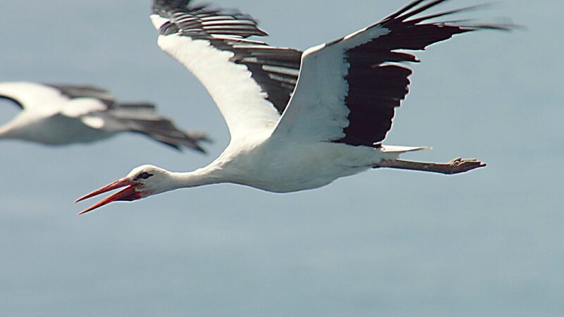 Ein Storch überquert die Meerenge von Gibraltar. – Bild: Peter Thompson /​ ZDF