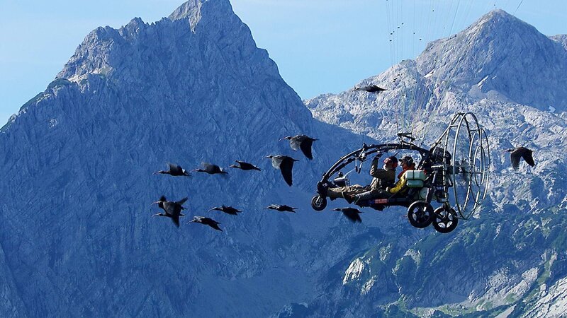 Junge Waldrappe werden auf einem Ultraleicht-Flieger in ihr Winterquartier in der Toskana geführt. – Bild: Stefen Urmann /​ ZDF