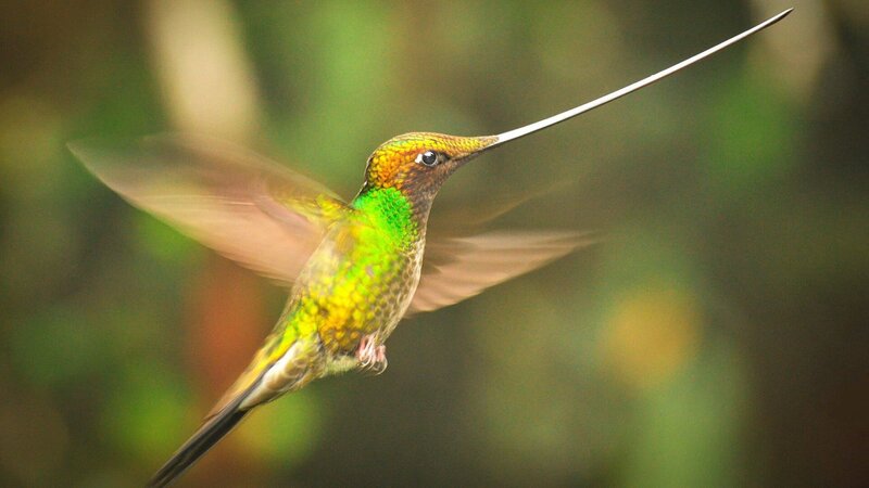 DOK Sonntag: Planet Erde – Dschungel Schillernder Kolibri  Copyright: SRF/​ZDF – Bild:  SRF/​ZDF