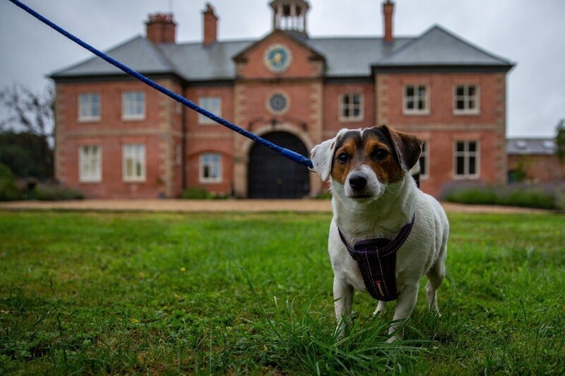 Pictured: Bertie, Gizmo, Dobbie, Sherlock /​ Dog Academy Front – Bild: Five Mile Films MMXXIII /​ Tristan Mayer