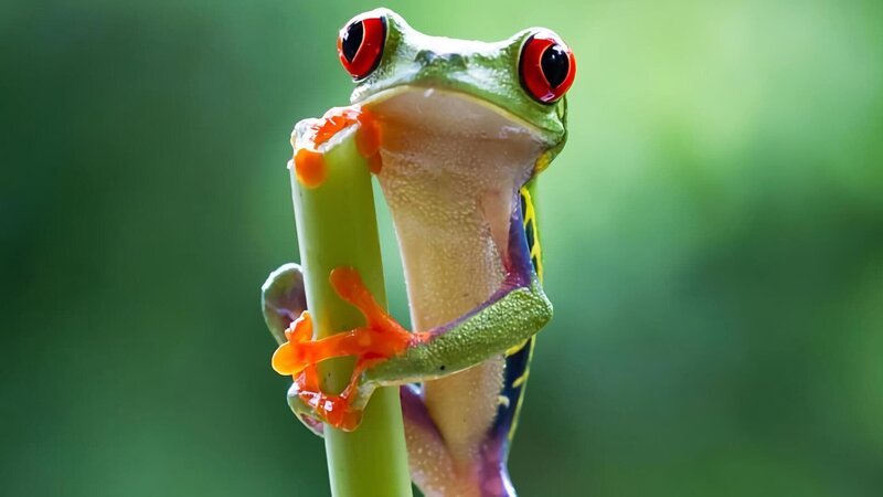 Jungles provide the richest habitats on the planet – mysterious worlds of high drama where extraordinary animals attempt to survive in the most competitive place on earth. Flooded forests are home to caiman-hunting jaguars and strange dolphins that swim amongst the tree tops, while in the dense underworld, ninja frogs fight off wasps and flying dragons soar between trees. Acrobatic indri leap through the forests of Madagascar, while the jungle night conceals strange fungi and glow-in-the-dark creatures never filmed before. – Bild: BBC4