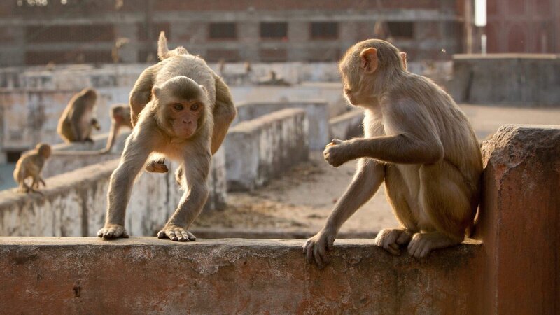 Eine Horde von Rhesusaffen streift durch Jaipur in Indien. Wenn sie auf Raubzug gehen und Lebensmittel stehlen, lassen sie sich von Menschen kaum aufhalten. – Bild: 3sat