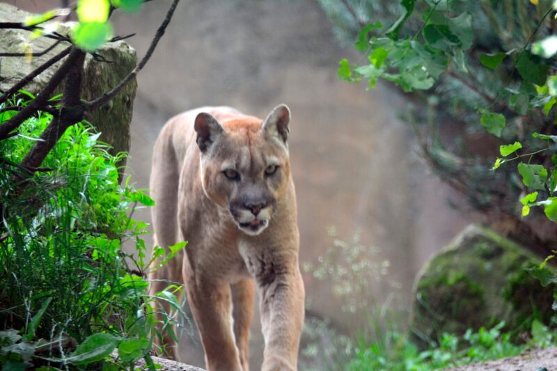 Puma im Zoo am Meer Bremerhaven – Bild: Radio Bremen/​Volkmar Struessmann