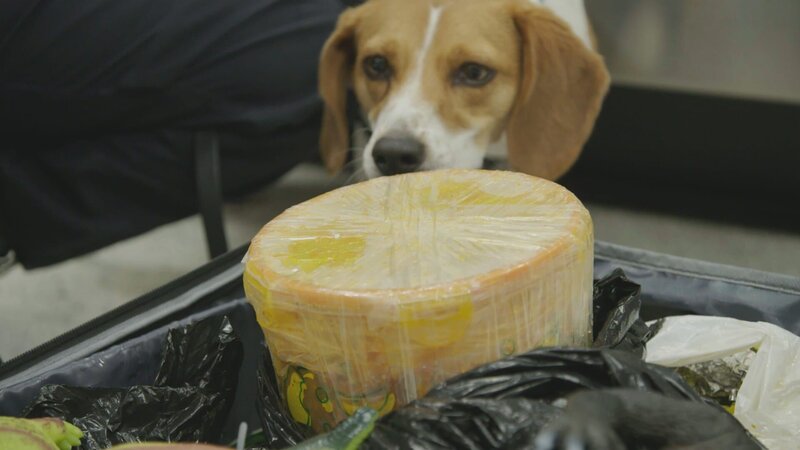 Der Beagle eines Agrarspezialisten erschnüffelt einen Gegenstand im Gepäck eines Reisenden. – Bild: National Geographic