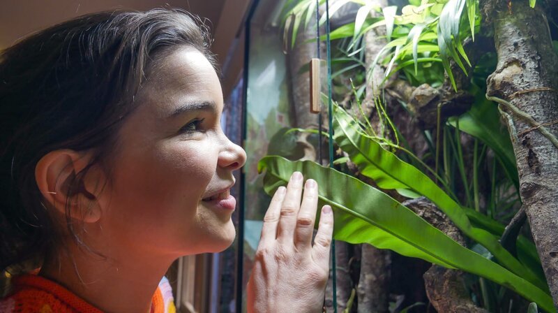 Der Blattschwanzgecko aus Madagaskar ist ein echter Tarnungskünstler. Nur seine Glubschaugen verraten ihn. – Bild: BR/​Text und Bild Medienproduktion GmbH & Co. KG/​Katharina Brackmann