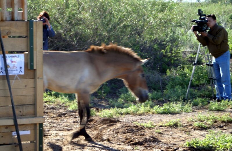 Ein Wildpferd. – Bild: BR
