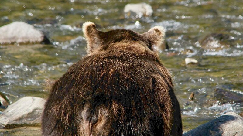 Bärland – Bild: MDR/​ALTAYFILM