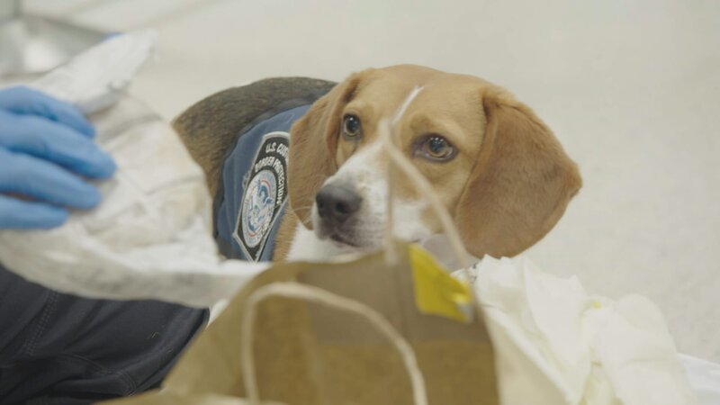 Canine watches officer as they unwrap a sandwich after having alerted to the bag. – Bild: National Geographic