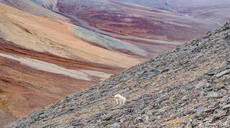 Eisbär in schneefreier Tundra – Bild: MDR/​ALTAYFILM