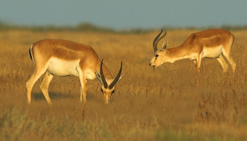 Es sieht beinahe aus wie in der Serengeti: Kropfgazellen in den Halbwüsten des Shirvan im Osten Aserbaidschans. – Bild: HR/​NDR/​NDR Naturfilm/​Altayfilm
