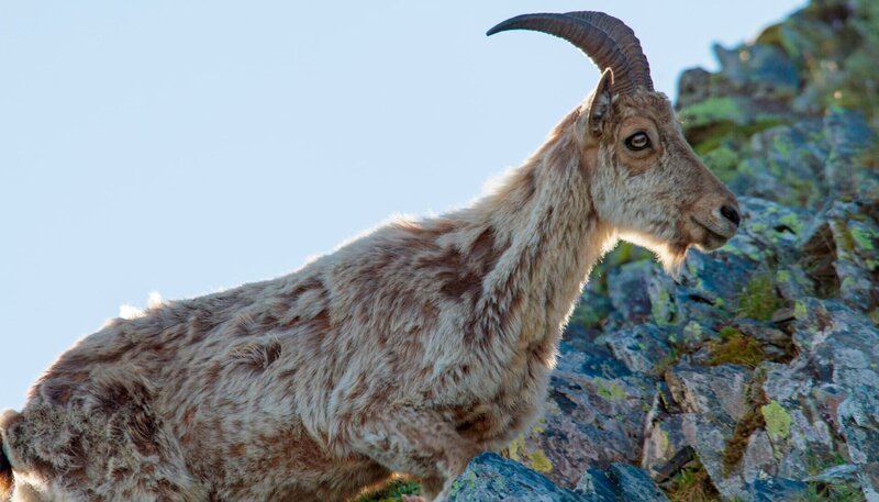 NDR Fernsehen EXPEDITIONEN INS TIERREICH, „Der Große Kaukasus – Russlands Dach der Welt“, am Mittwoch (04.03.15) um 20:15 Uhr. Der Tur, auch kaukasischer Steinbock genannt, lebt an den Steilhängen des Gebirges. Er ist ein ausgezeichneter Kletterer und wurde schon auf Höhen von über 4000 Metern gesehen. – Bild: NDR/Altayfilm/NDR Naturfilm NDR Fernsehen EXPEDITIONEN INS TIERREICH, „Der Große Kaukasus – Russlands Dach der Welt“, am Mittwoch (04.03.15) um 20:15 Uhr. Der Tur, auch kaukasischer Steinbock genannt, lebt an den Steilhängen des Gebirges. Er ist ein ausgezeichneter Kletterer und wurde schon auf Höhen von über 4000 Metern gesehen. – Bild: NDR/Altayfilm/NDR Naturfilm
