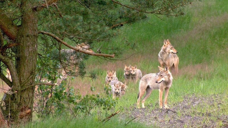 Das Munsterrudel macht es vor: In einem wilden Wolfsrudel ziehen die Elternwölfe die kleinen Welpen zusammen mit ausgewachsenen „Kindern“ aus dem Vorjahr auf. – Bild: MDR/​Sebastian Koerner