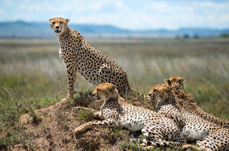 Geparden in der Serengeti. – Bild: ZDF und HR/​Reinhard Mink.