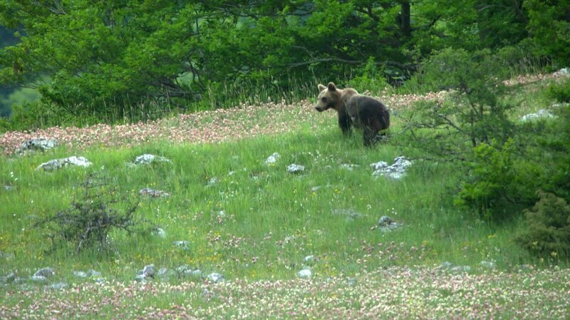 Ein Bär. – Bild: BR/​Andrea Rüthlein