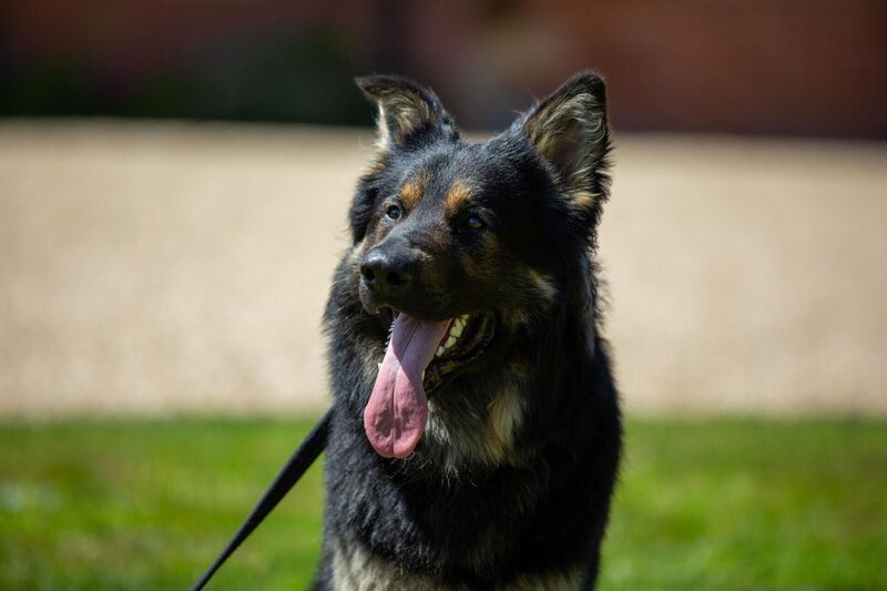 Pictured: Cody /​ Dog Academy Front – Bild: Five Mile Films MMXXIII /​ Tristan Mayer