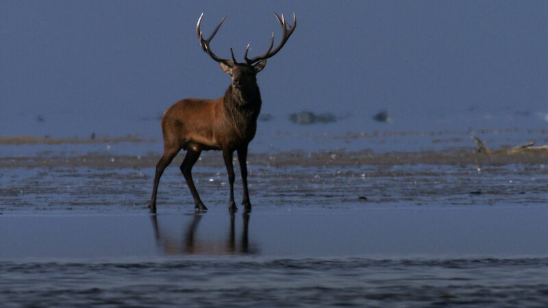 Während den kurzen Warmzeiten leben Hirsche, Rehe und Flusspferde in den Wäldern. – Bild: ZDF und Martin Christ