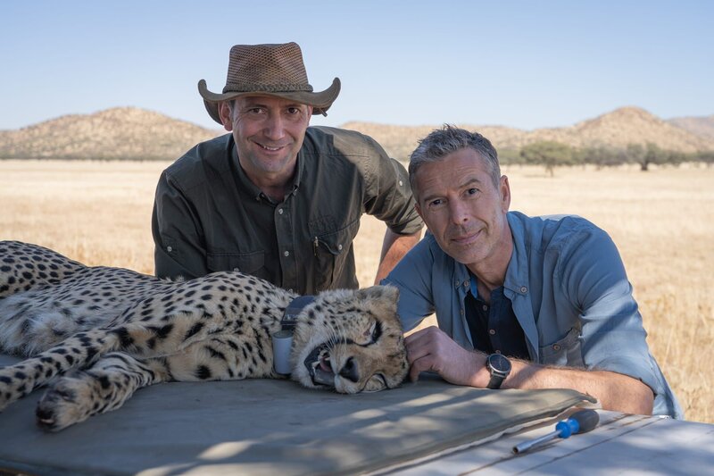Dirk Steffens erkundet die Geheimnisse der Tierbewegungen. Der Gepard, die schnellste Raubkatze der Welt, ist vom Aussterben bedroht. Forschende besendern die Tiere, um mehr über ihre Bewegungsmuster zu verstehen. Je mehr wir über sie wissen, desto besser können wir sie schützen. – Bild: ZDF