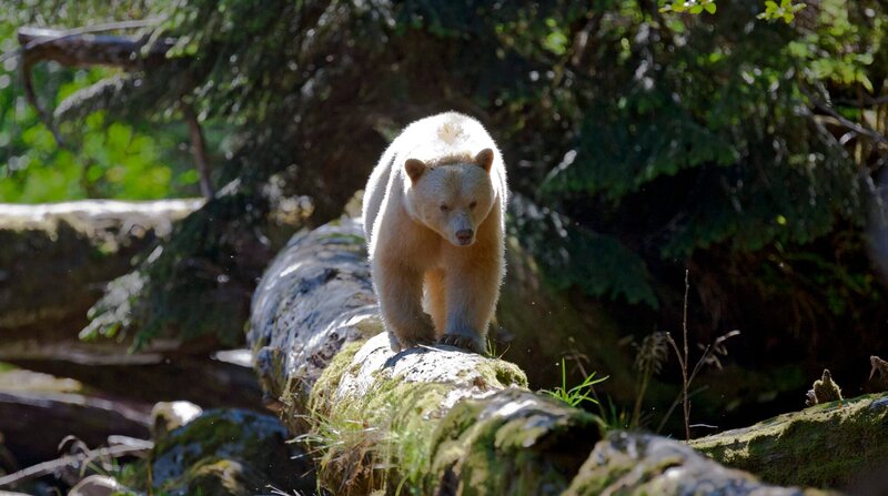 Ein „Geisterbär“ (Kermodebär) läuft auf einem liegenden Baumstamm. – Bild: WDR/​Kieran O’Donovan